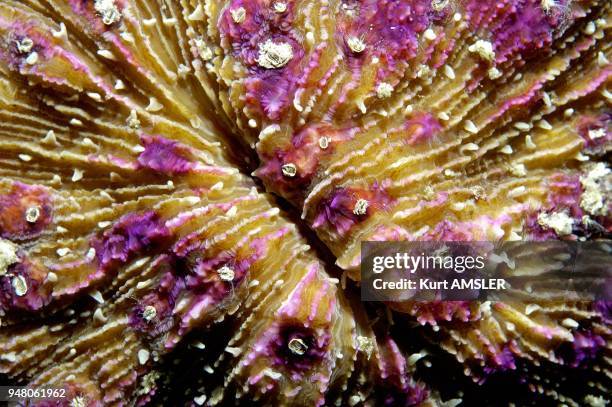 Close up of coral , Tubbataha Reef, Philippines.