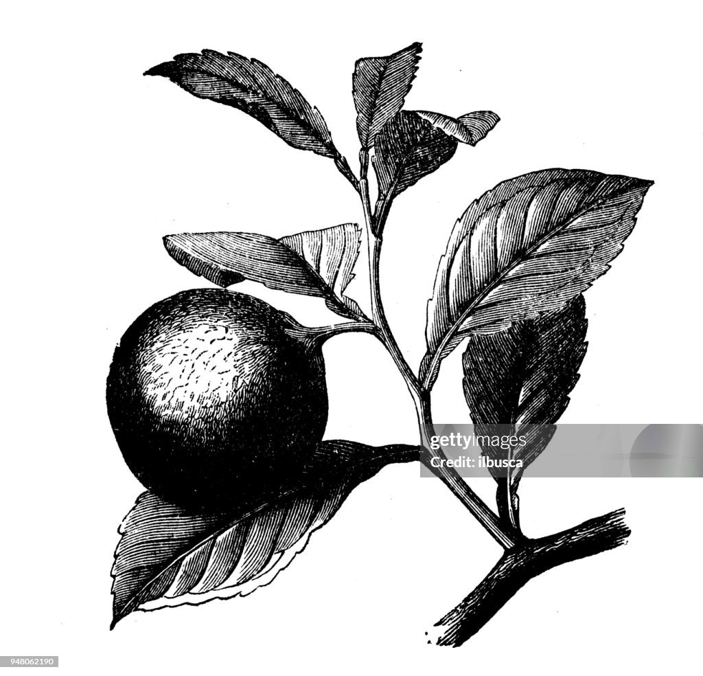 Botany plants antique engraving illustration: Bergamot