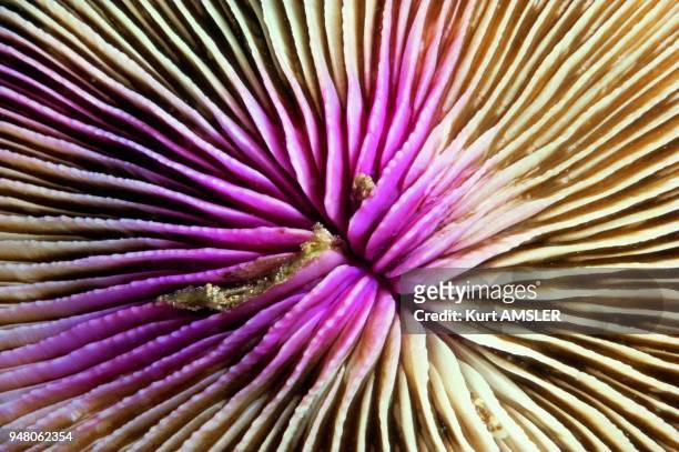 Close up of coral, Tubbataha Reef, Philippines.