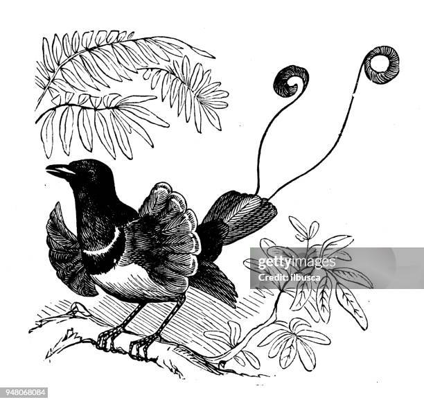 animals antique engraving illustration: king bird of paradise - paradisaeidae stock illustrations