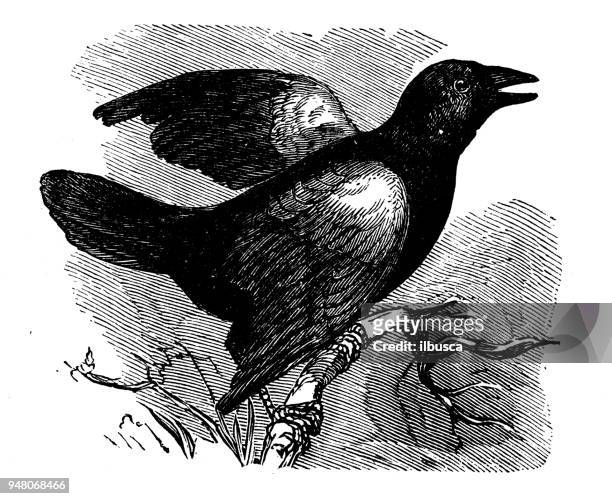 tiere antiken gravur abbildung: red winged blackbird - rotschulterstärling stock-grafiken, -clipart, -cartoons und -symbole