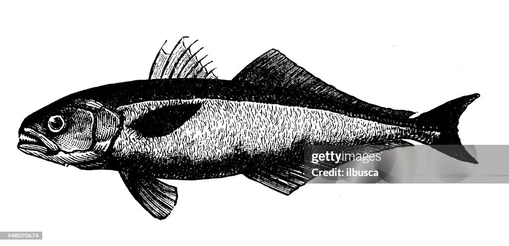 Animals antique engraving illustration: Blue fish