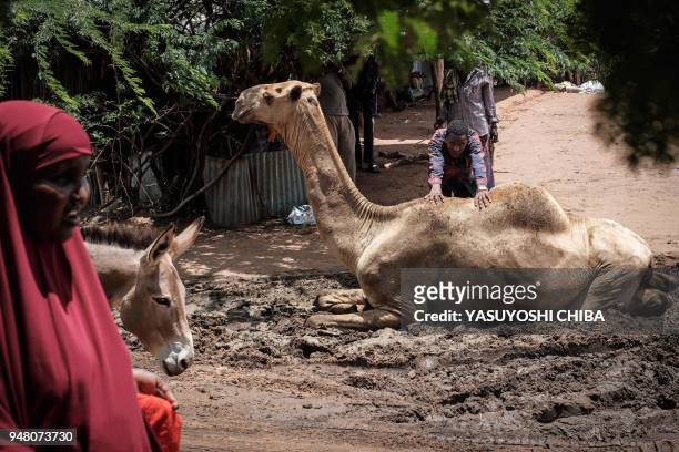 Man pushes a camel sitting in the mud near the camel market at Dadaab refugee complex, the northeast of Kenya, on April 18, 2018. - Dadaab is one of...