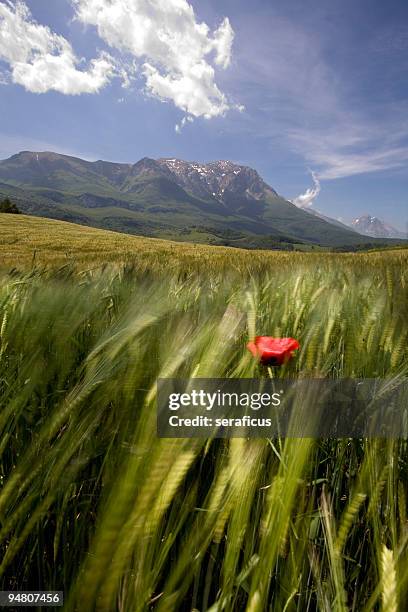 questo è il mio paese-campo di grano - gran sasso foto e immagini stock