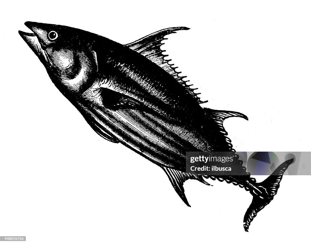 Animals antique engraving illustration: Bonito tuna
