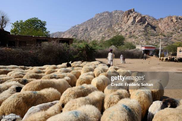 Bisham Rabari 513 Rabari Stock Photos, High-Res Pictures, and Images - Getty Images