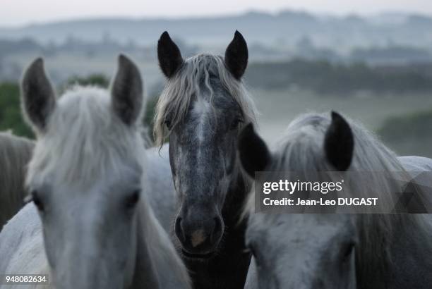 Jeunes percherons males au pre apres le lever du soleil, Saint-Aubin-de-Courteraie dans l'Orne.