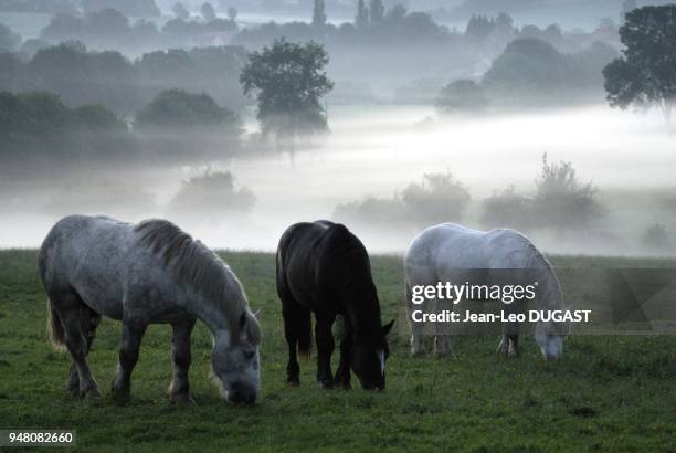 Jeunes percherons males au pre apres le lever du soleil, Saint-Aubin-de-Courteraie dans l'Orne.