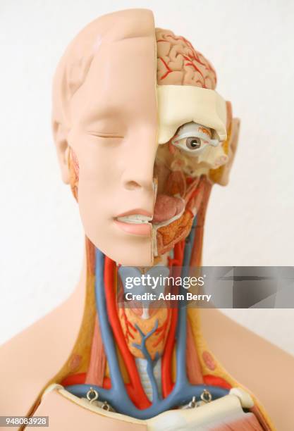 An instructional anatomical model is seen at a training center for senior citizen care providers at the Evangelical Johannes Foundation on April 18,...