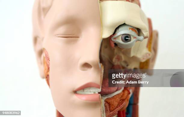 An instructional anatomical model is seen at a training center for senior citizen care providers at the Evangelical Johannes Foundation on April 18,...
