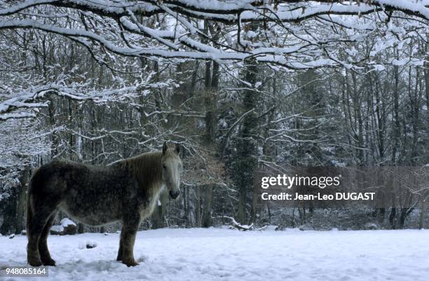 Jument percheronne au pré, par un jour de neige. Jument percheronne au pré, par un jour de neige.