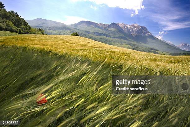 wind in the fields - abruzzo stock pictures, royalty-free photos & images