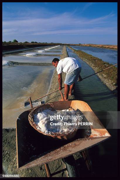 RAMASSAGE DE LA FLEUR DE SEL, ILE DE NOIRMOUTIER, VENDEE.