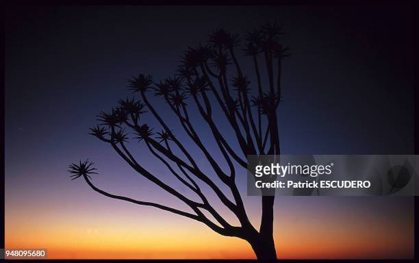 Aloe dichotoma Le kokerboom ou arbre-carquois est en fait un aloès pouvant atteindre 8 m de haut.