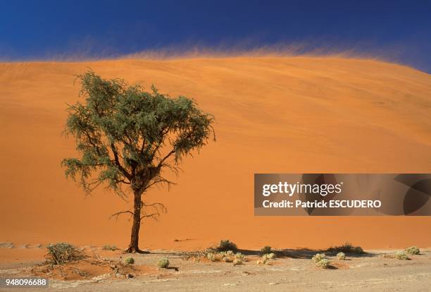 ACACIA DANS LE DESERT DU NAMIB, NAMIBIE.