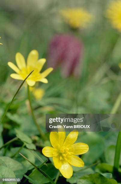 Fleurs des champs.