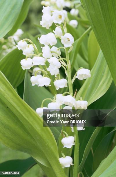 Fleur de muguet.