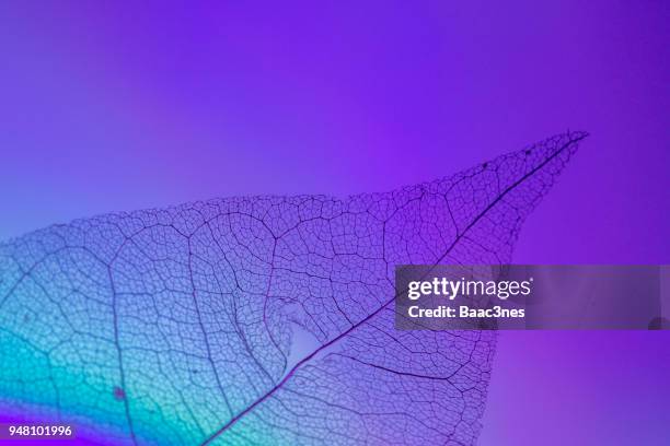 maple leaf skeleton on colorful background - 葉脈 ストックフォトと画像