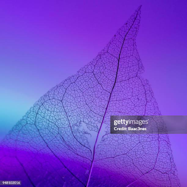maple leaf skeleton on colorful background - leaf skeleton stock pictures, royalty-free photos & images