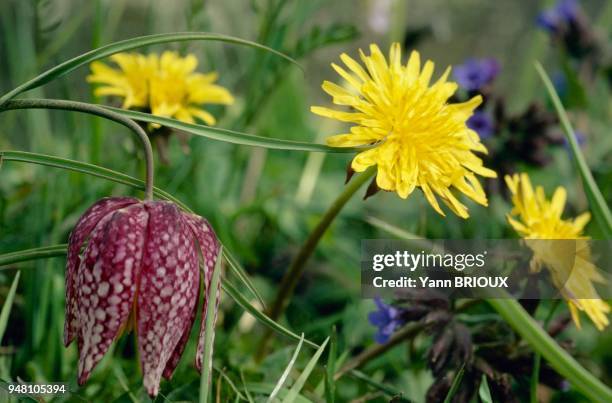 Fleurs des champs.