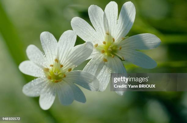 Fleurs des champs.