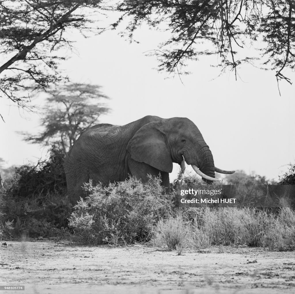 Eléphant en Afrique