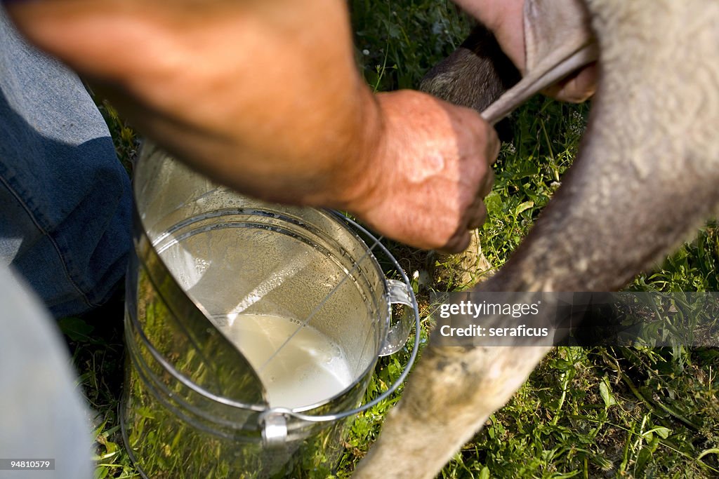 Old fashioned milking