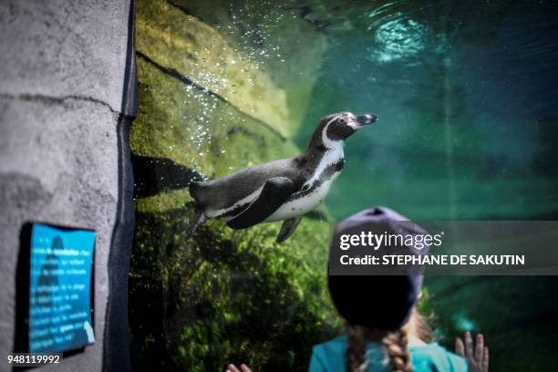 Girl looks at a penguin swimming on April 18, 2018 at the Parc Zoologique de Paris or Zoo de Vincennes, part of the Musee National d'Histoire...