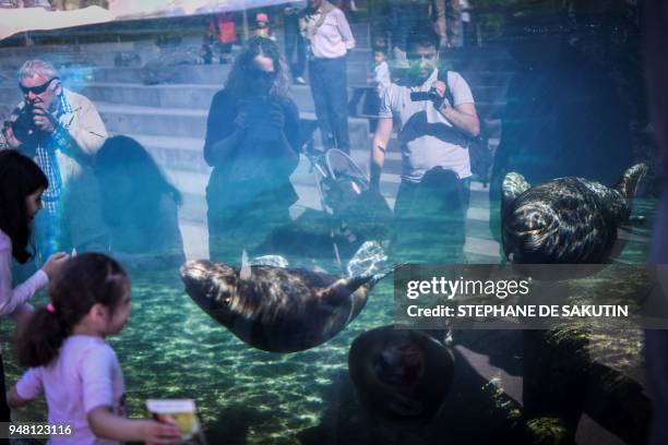 People look at sea lions on April 18, 2018 at the Parc Zoologique de Paris or Zoo de Vincennes, part of the Musee National d'Histoire Naturelle. /...