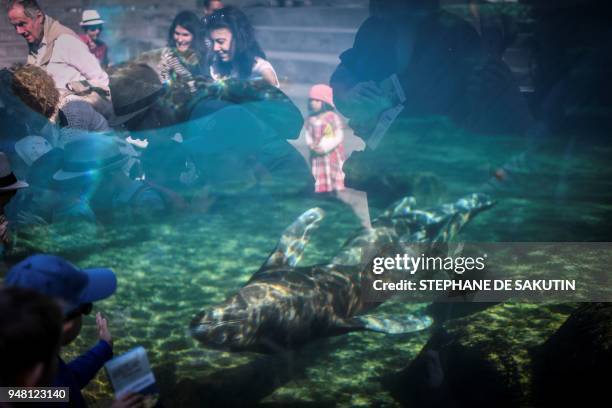 People look at sea lions on April 18, 2018 at the Parc Zoologique de Paris or Zoo de Vincennes, part of the Musee National d'Histoire Naturelle. /...