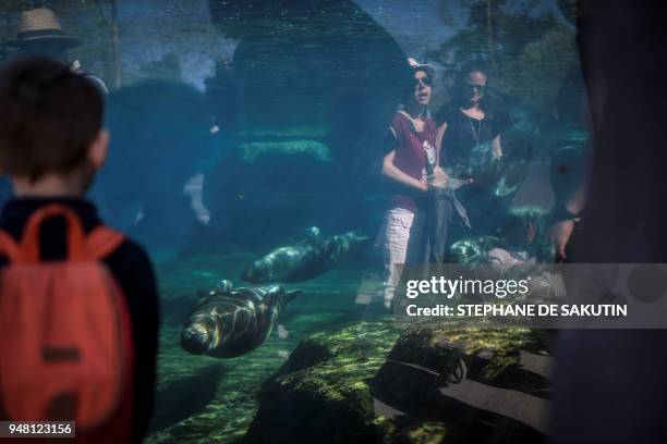 People look at sea lions on April 18, 2018 at the Parc Zoologique de Paris or Zoo de Vincennes, part of the Musee National d'Histoire Naturelle. /...