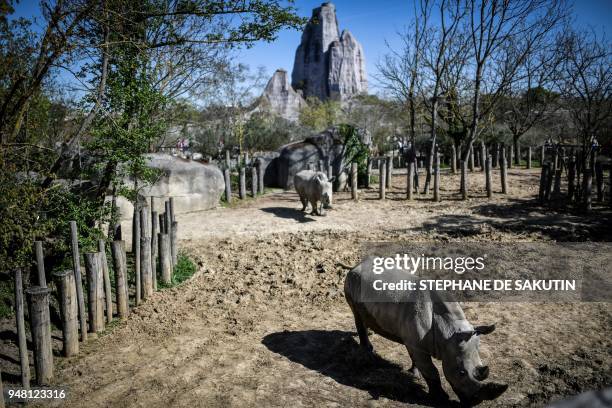 Rhinoceros are pictured on April 18, 2018 at the Parc Zoologique de Paris or Zoo de Vincennes, part of the Musee National d'Histoire Naturelle. / AFP...