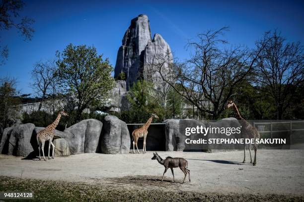 Giraffes and a Kudu are pictured on April 18, 2018 at the Parc Zoologique de Paris or Zoo de Vincennes, part of the Musee National d'Histoire...