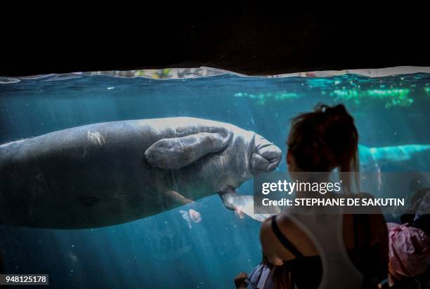 People look at Tinus the manatee swimming underwater in the manatee tank in the Great Glasshouse on April 18, 2018 at the Parc Zoologique de Paris or...