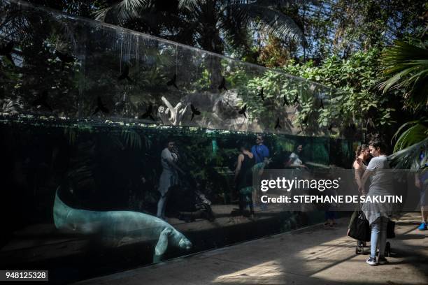 People look at Tinus the manatee swimming underwater in the manatee tank in the Great Glasshouse on April 18, 2018 at the Parc Zoologique de Paris or...