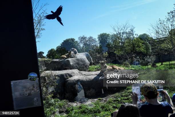 People look at lions on April 18, 2018 at the Parc Zoologique de Paris or Zoo de Vincennes, part of the Musee National d'Histoire Naturelle in Paris....