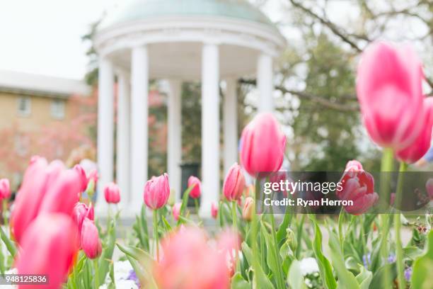 unc-chapel hill alt gut im frühjahr - chapel hill campus der universität north carolina stock-fotos und bilder