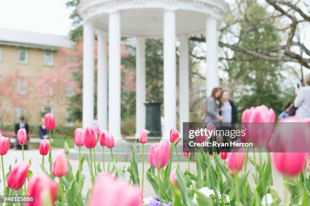 unc-chapel hill alt gut im frühjahr - chapel hill campus der universität north carolina stock-fotos und bilder