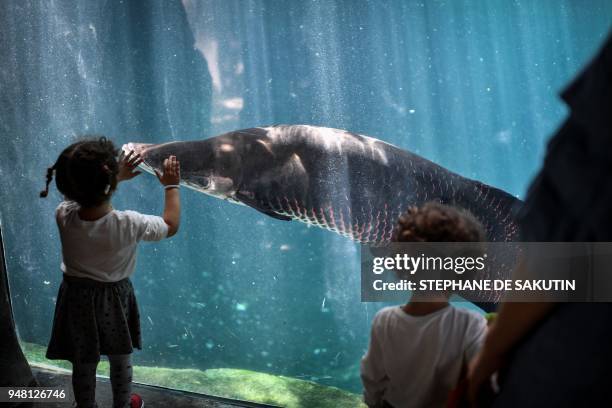 Kids interact with a fish in the Great Glasshouse on April 18, 2018 at the Parc Zoologique de Paris or Zoo de Vincennes, part of the Musee National...