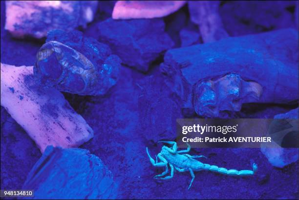 Scorpion Uv Light Photos And Premium High Res Pictures Getty Images scorpion-uv-light-photos-and-premium-high-res-pictures-getty-images