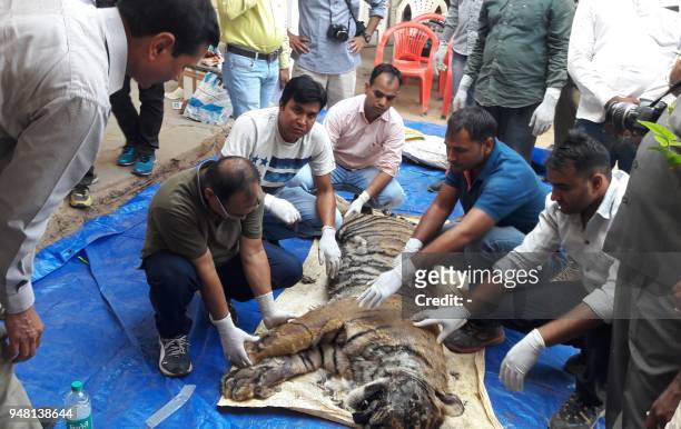 Indian veterinarians perform a post-mortem on two tiger cubs who were killed by a male tiger in Sawai Mansingh sanctuary, in the presence of forest...