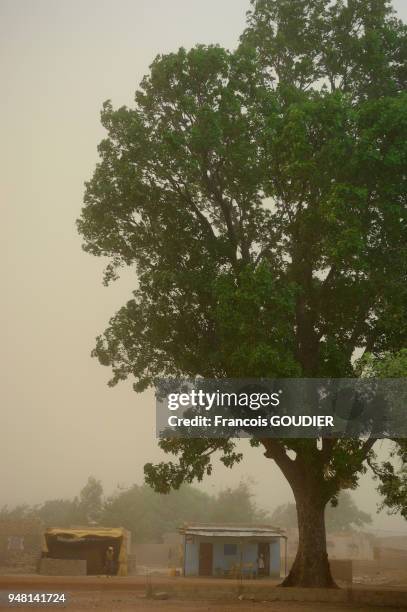 Karité sur le site de Ragussi dans les environs de Tanghin Dassouri près de Ouagadougou, 7 juin 2006, Burkina Faso.