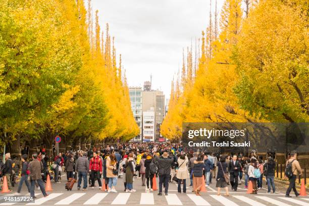 rows of autumn leaves ginkgo trees stand both side of the ginkgo tree avenue, which surround a crowd of people among the trees at jingu gaien, chhiyoda ward, tokyo japan on november 19 2017. rows of ginkgo trees are glowing by late afternoon sunlight. - stand out in the crowd ストックフォトと画像