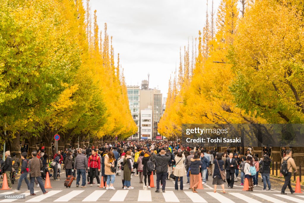 Rows of autumn leaves ginkgo trees stand both side of the Ginkgo Tree Avenue, which surround a crowd of people among the trees at Jingu Gaien, Chhiyoda Ward, Tokyo Japan on November 19 2017. Rows of ginkgo trees are glowing by late afternoon sunlight.