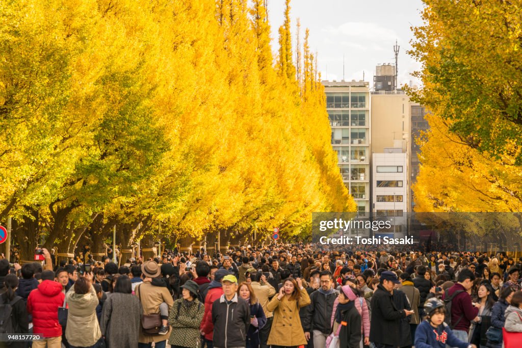 Rows of autumn leaves ginkgo trees stand both side of the Ginkgo Tree Avenue, which surround a crowd of people among the trees at Jingu Gaien, Chhiyoda Ward, Tokyo Japan on November 19 2017. Rows of ginkgo trees are glowing by late afternoon sunlight.