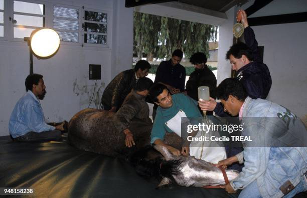 Castration operation, Sidi Berni.