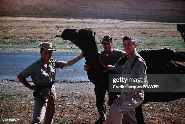 French soldiers taking a souvenir picture with a camel.