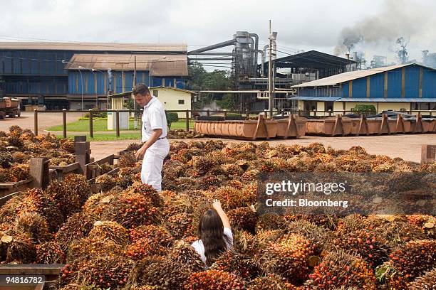 Researchers collect the fruits of oil palm trees at the Agropalma Group facility in Tailandia, Para, Brazil, on Monday, March 27, 2006. Agropalma...