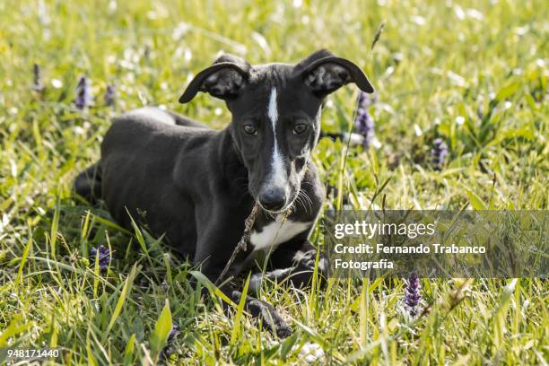 puppy lying on the grass - greyhounds imagens e fotografias de stock