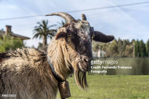 goat portrait - chevre animal stock pictures, royalty-free photos & images